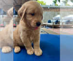 Small #5 Golden Retriever