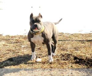 Mother of the American Bully puppies born on 08/15/2022