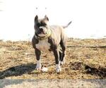 Small Photo #1 American Bully Puppy For Sale in BURLINGTON JUNCTION, MO, USA