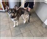 Small Siberian Husky Mix
