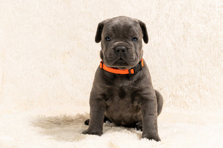 Cane Corso Puppy for sale in HOOPER, CO, USA