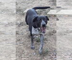 Small #2 Labrador Retriever Mix