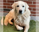 Small Great Pyrenees Mix