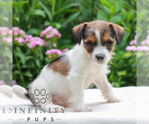 Medium Photo #2 Jack Tzu Puppy For Sale in EAST EARL, PA, USA