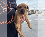 Small Photo #6 Labrador Retriever-Pembroke Welsh Corgi Mix Puppy For Sale in pomfret, CT, USA