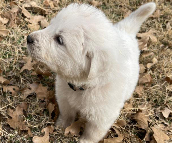 Medium Photo #3 Great Pyrenees Puppy For Sale in MULLIN, TX, USA