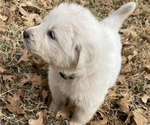 Small Photo #3 Great Pyrenees Puppy For Sale in MULLIN, TX, USA