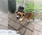 Small Boxer Mix