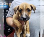 Small #3 American Pit Bull Terrier Mix