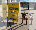 Small #3 American Staffordshire Terrier