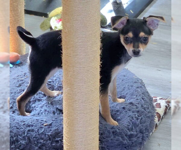 Medium Photo #5 Doxie-Pin Puppy For Sale in Chino Hills, CA, USA