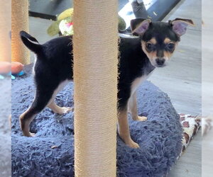 Diamond - Female Doxie-Pin Dog for Adoption - Photo #5