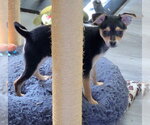 Small Photo #5 Doxie-Pin Puppy For Sale in Chino Hills, CA, USA
