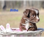 Puppy Reba Miniature Australian Shepherd
