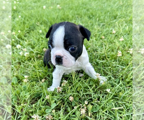 Medium Photo #1 Boston Terrier Puppy For Sale in WASHBURN, MO, USA