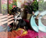 Small #3 Chihuahua