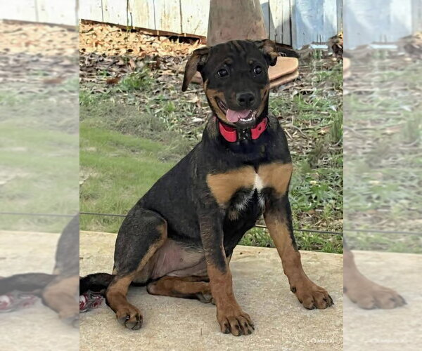 Medium Photo #1 Rottweiler-Unknown Mix Puppy For Sale in Rustburg, VA, USA