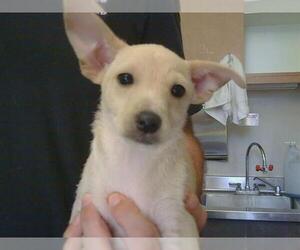 Cairn Terrier-Unknown Mix Dogs for adoption in Sacramento, CA, USA