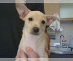 Small Cairn Terrier Mix
