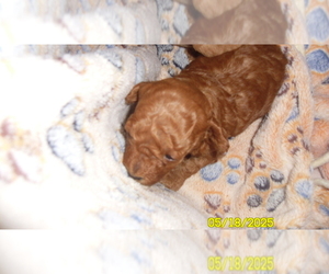 Poodle (Toy) Puppy for sale in DULUTH, GA, USA