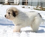 Small #6 Great Pyrenees