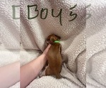 Small Photo #17 Chiweenie Puppy For Sale in CANDLER, NC, USA