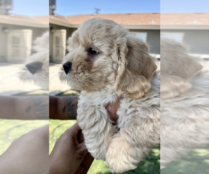 Medium Cock-A-Poo-Cockapoo Mix