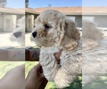 Puppy Male 1 Cock-A-Poo-Cockapoo Mix