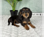 Small #3 Dachshund