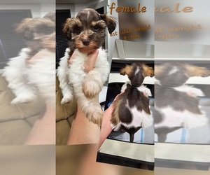 Medium Schnauzer (Miniature)