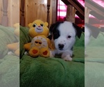 Puppy 2 Border Collie-Pembroke Welsh Corgi Mix