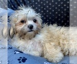 Small Photo #11 Zuchon Puppy For Sale in RENO, NV, USA