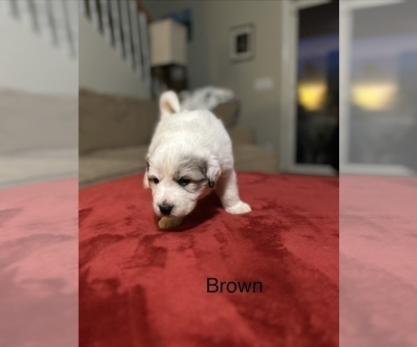 Medium Photo #4 Great Pyrenees Puppy For Sale in GILBERT, SC, USA