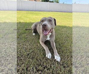 American Pit Bull Terrier-American Staffordshire Terrier Mix Dogs for adoption in phoenix, AZ, USA