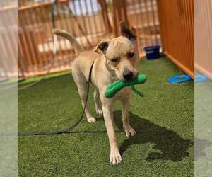 Labrador Retriever-Unknown Mix Dogs for adoption in Las Vegas, NV, USA