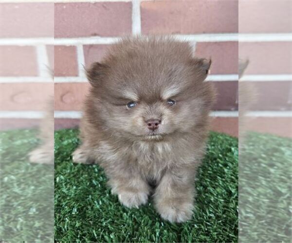 Medium Photo #11 Pomeranian Puppy For Sale in JACKSONVILLE, FL, USA
