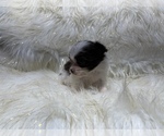 Small Photo #16 Shiranian Puppy For Sale in HAYWARD, CA, USA