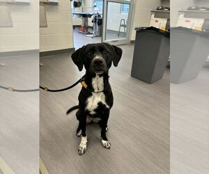 Labrador Retriever-Retriever  Mix Dogs for adoption in Evansville, IN, USA