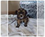 Small Photo #2 Morkie-Unknown Mix Puppy For Sale in LAKEVILLE, MN, USA