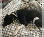 Small Mutt