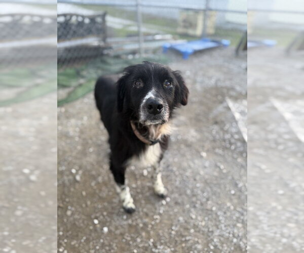 Medium Photo #1 Border-Aussie Puppy For Sale in Evansville, IN, USA