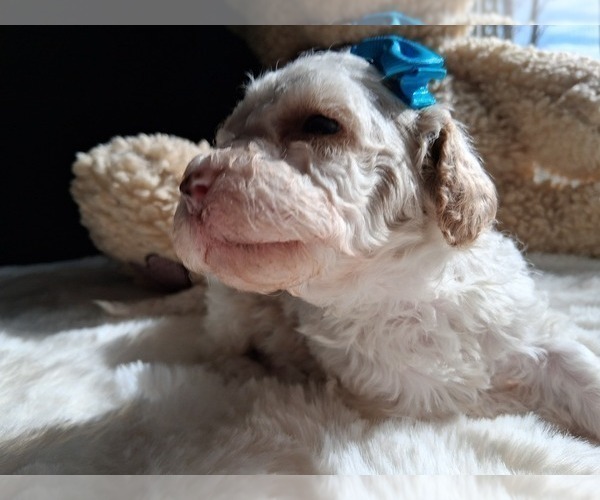 Medium Photo #127 Goldendoodle (Miniature) Puppy For Sale in GASTONIA, NC, USA