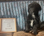 Puppy 11 Aussiedoodle