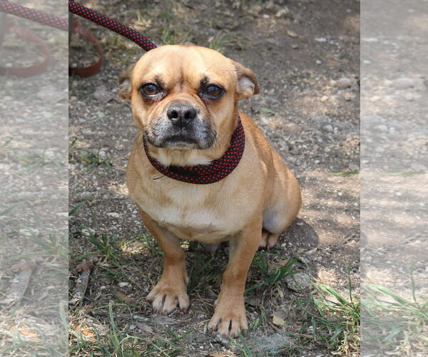 Medium Photo #1 Chug Puppy For Sale in Bandera, TX, USA