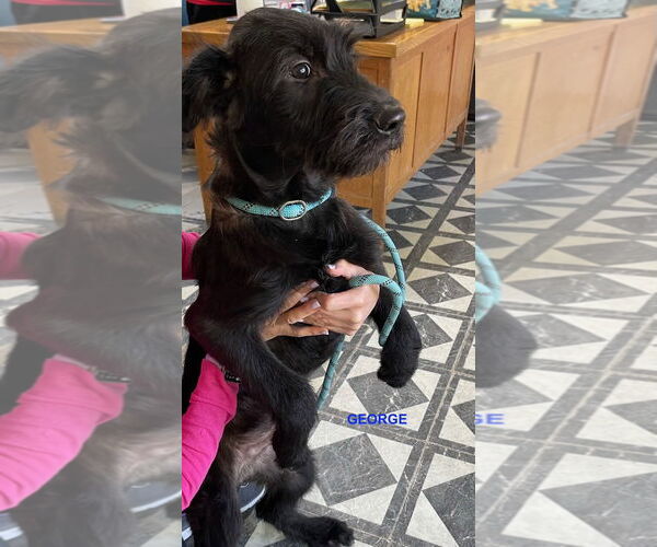 Medium Photo #2 Labradoodle Puppy For Sale in Woodland Hills, CA, USA