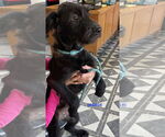 Small #1 Labradoodle