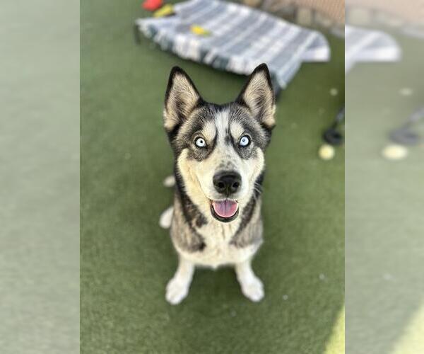 Medium Photo #1 Siberian Husky Puppy For Sale in Chula Vista, CA, USA