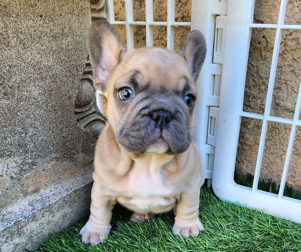 Medium Photo #15 French Bulldog Puppy For Sale in LAS VEGAS, NV, USA