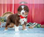 Puppy Lynn Miniature Australian Shepherd