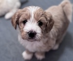 Puppy Meelo Poodle (Miniature)-Unknown Mix
